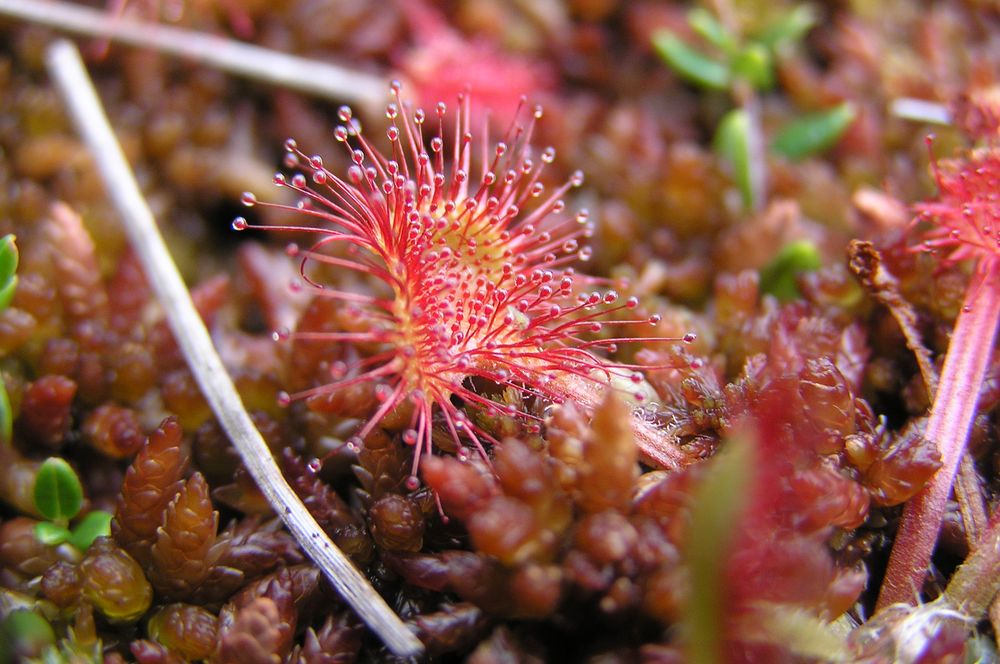 drosera